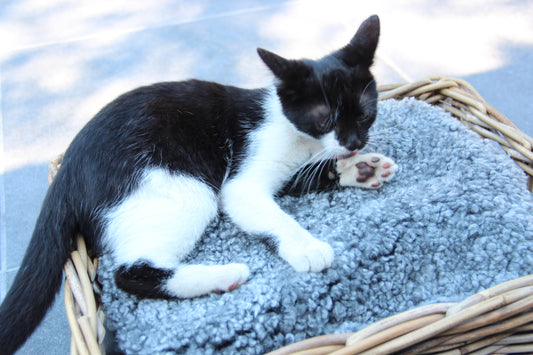 Lammfell Sitzauflage Curly Rund Grau