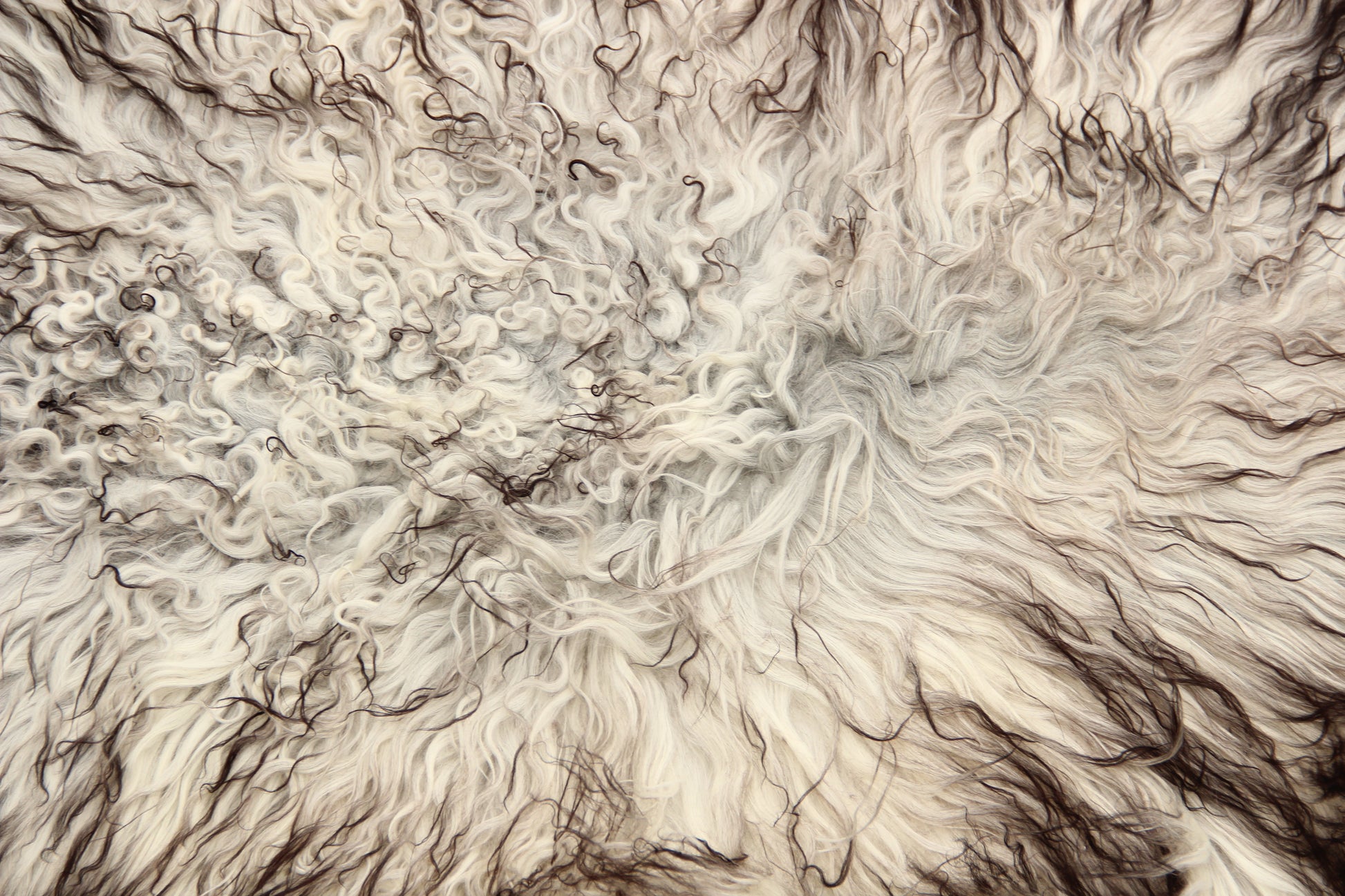 Gotland Schaffell (246)