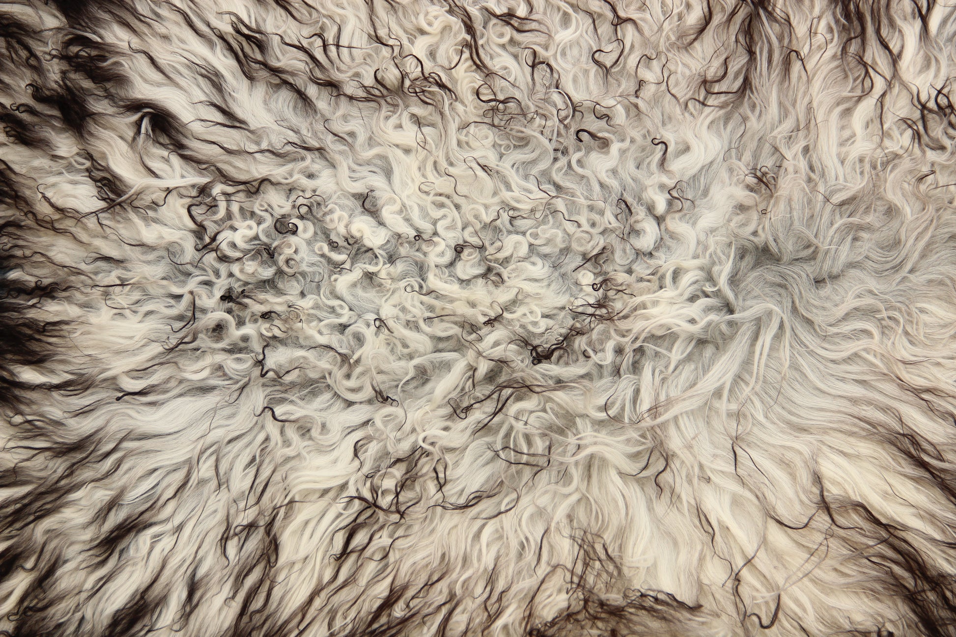 Gotland Schaffell (246)