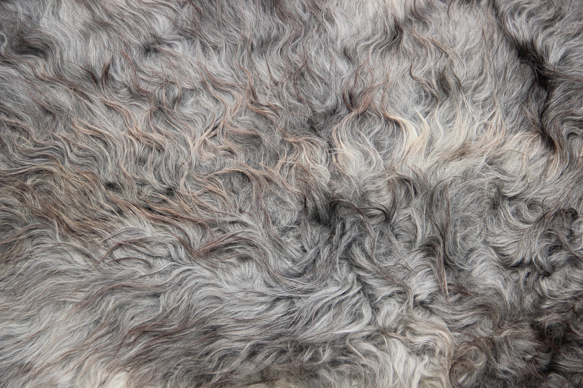 Gotland Schaffell (256)