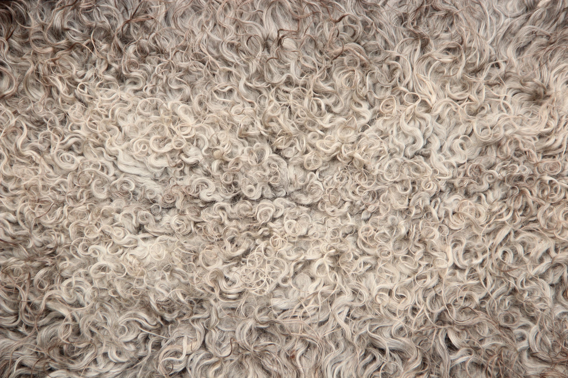 Gotland Schaffell (253)