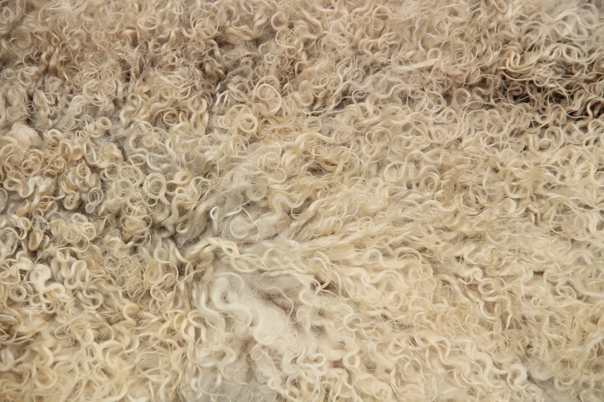 Gotland Schaffell (259)