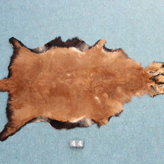 Kamerun Schaf mit Kopf (44)