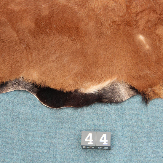 Kamerun Schaf mit Kopf (44)