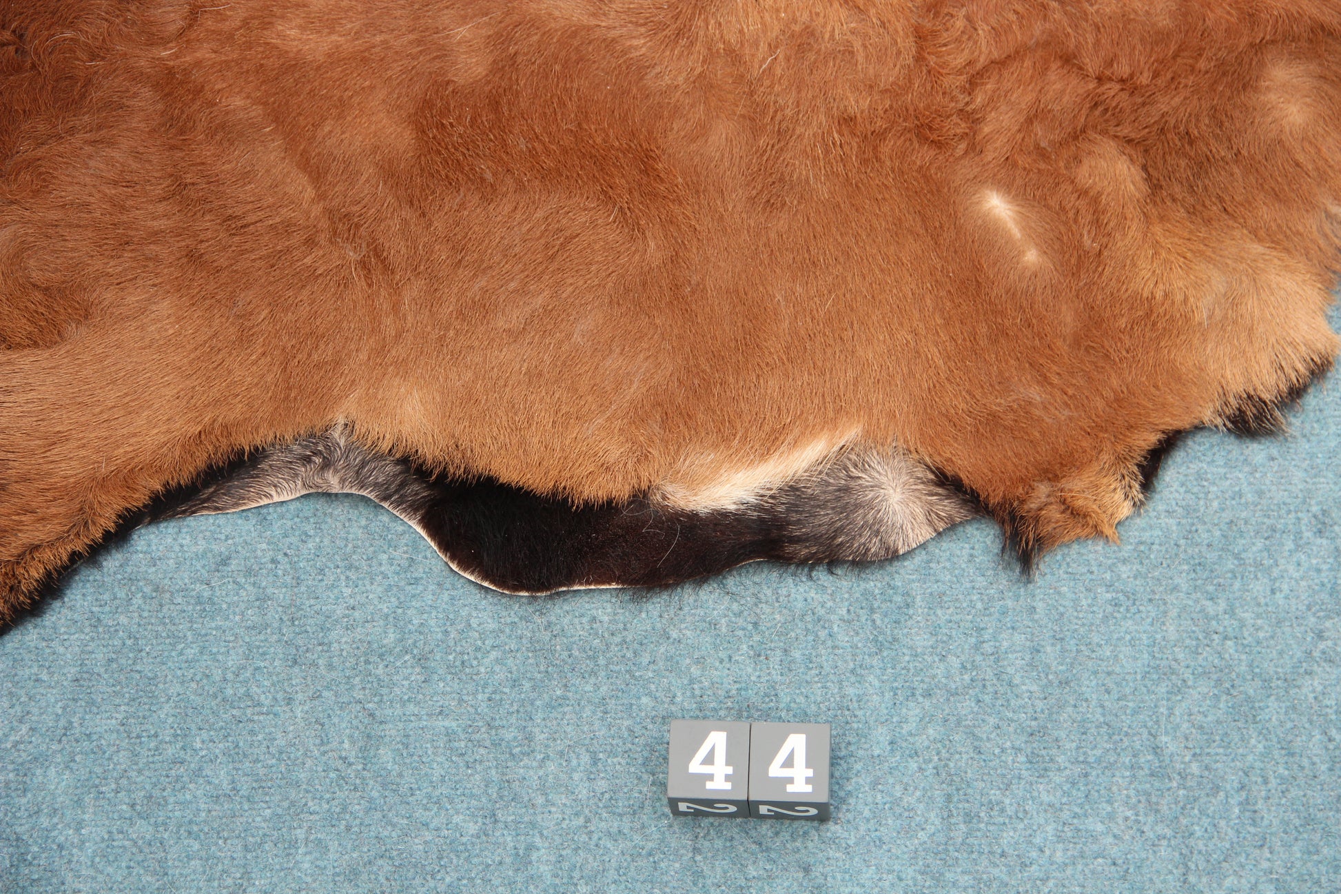 Kamerun Schaf mit Kopf (44)