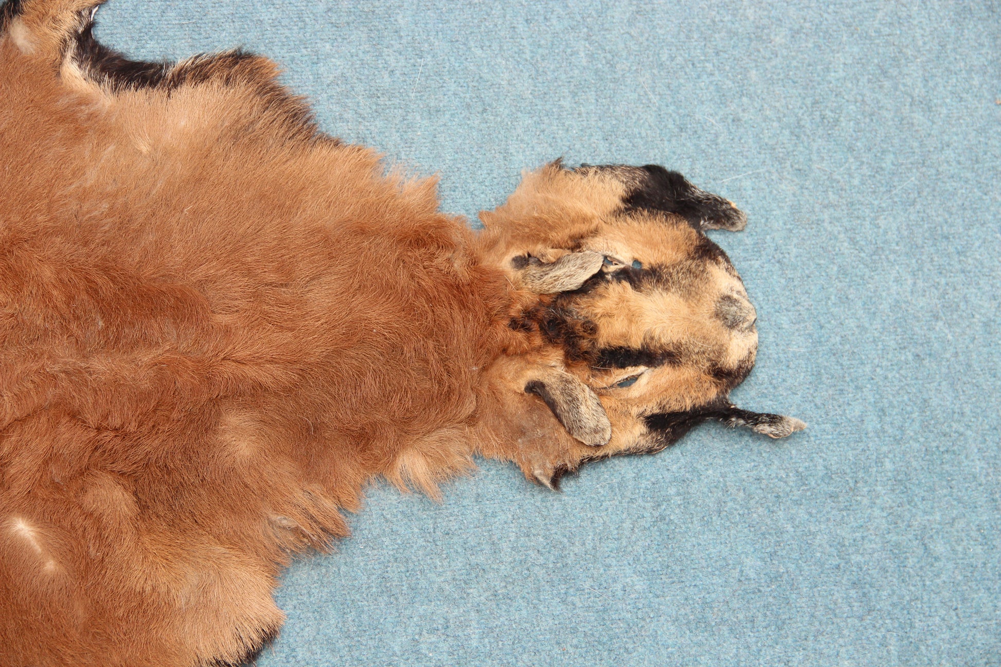 Kamerun Schaf mit Kopf (44)