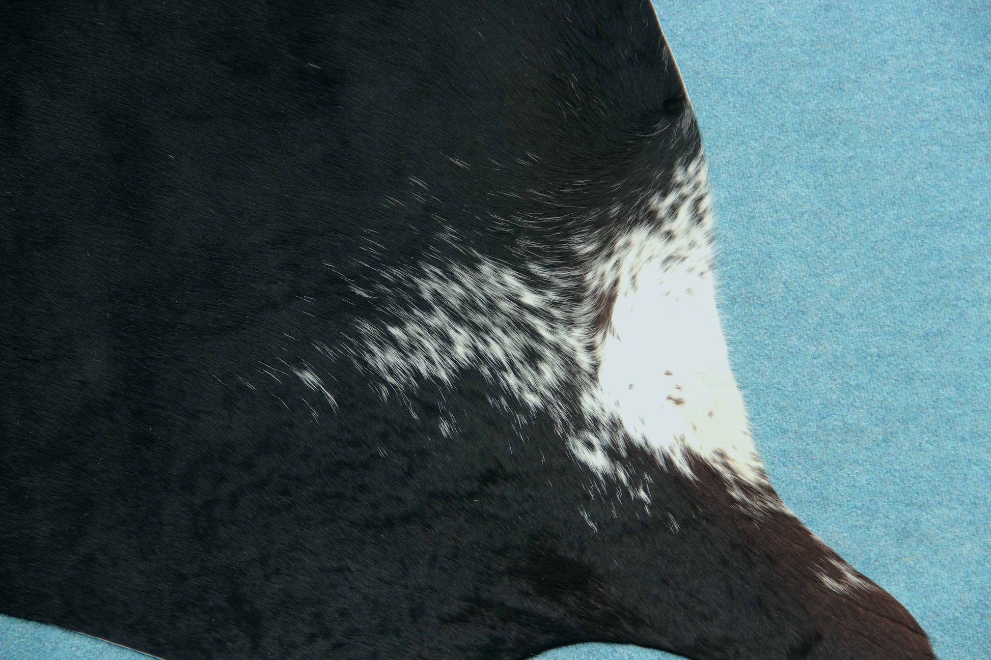 Kuhfell Schwarz Weiß gesprenkelt (2656) 2-3 qm