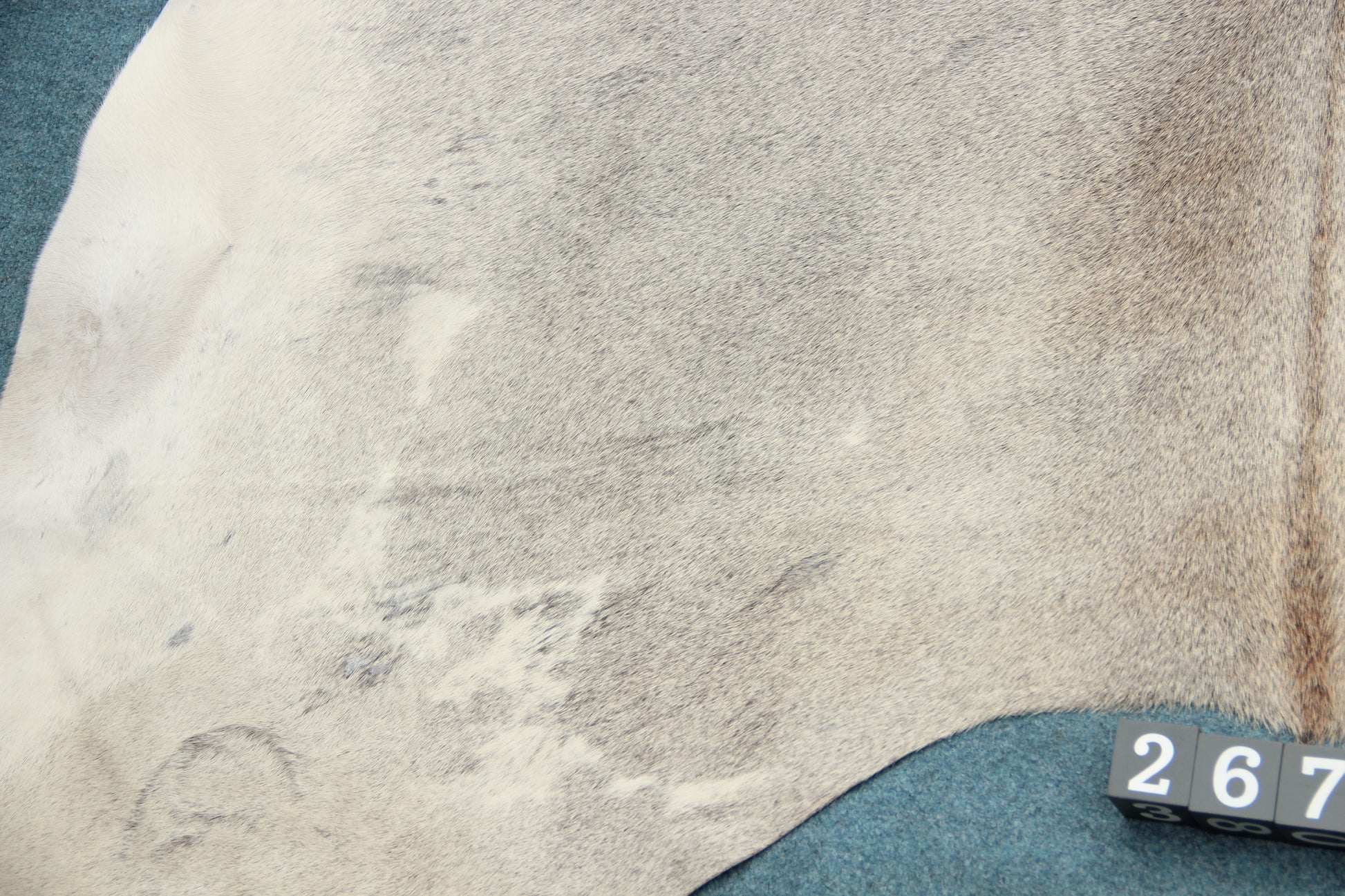 Kuhfell Grau Weiß (2672) 2-3 qm