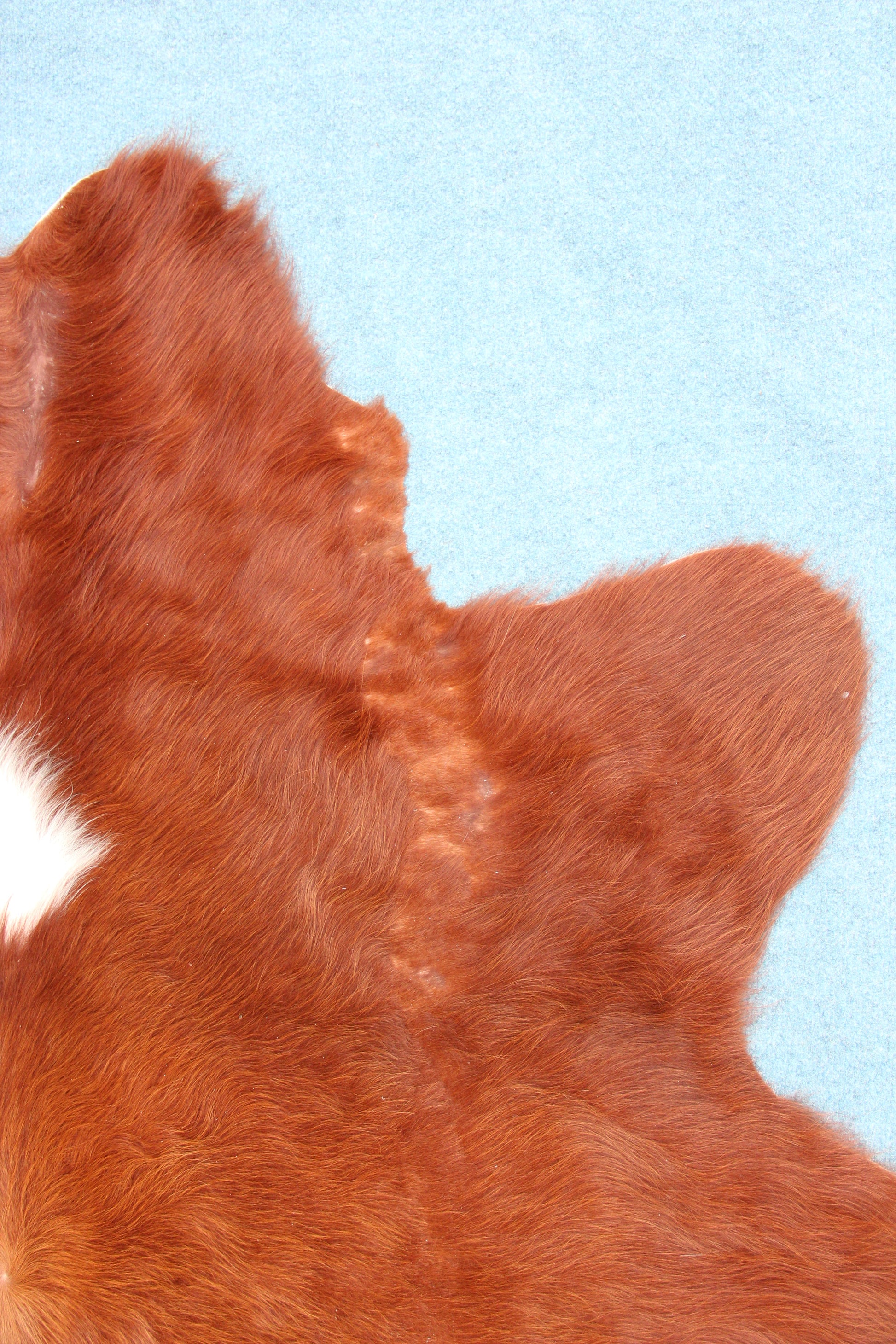 Kuhfell Braun Weiß (3456) 3 -4 qm