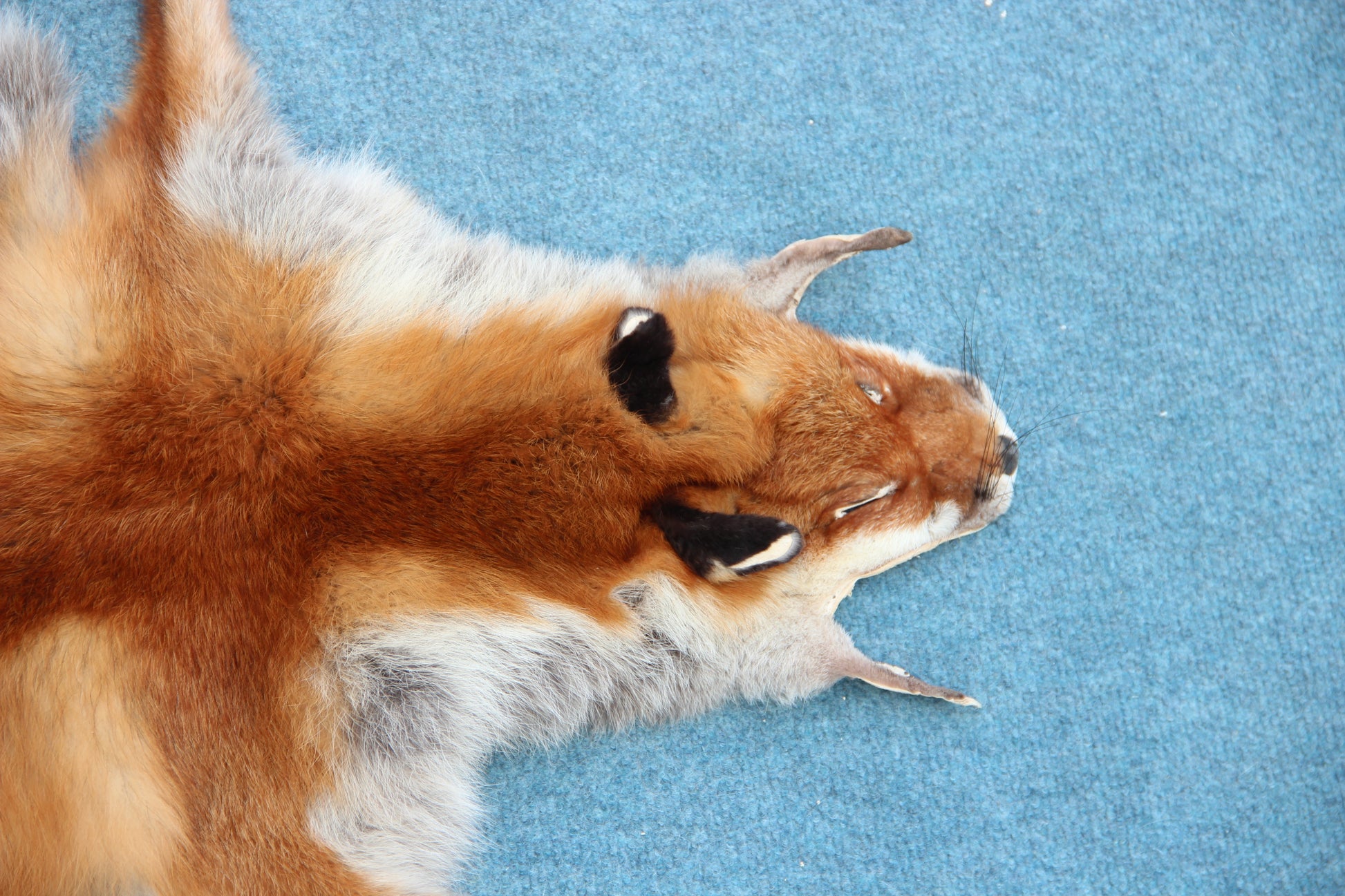 Weiches Rotfuchswinterfell  Ökologisch gegerbt (aus Deutschland)