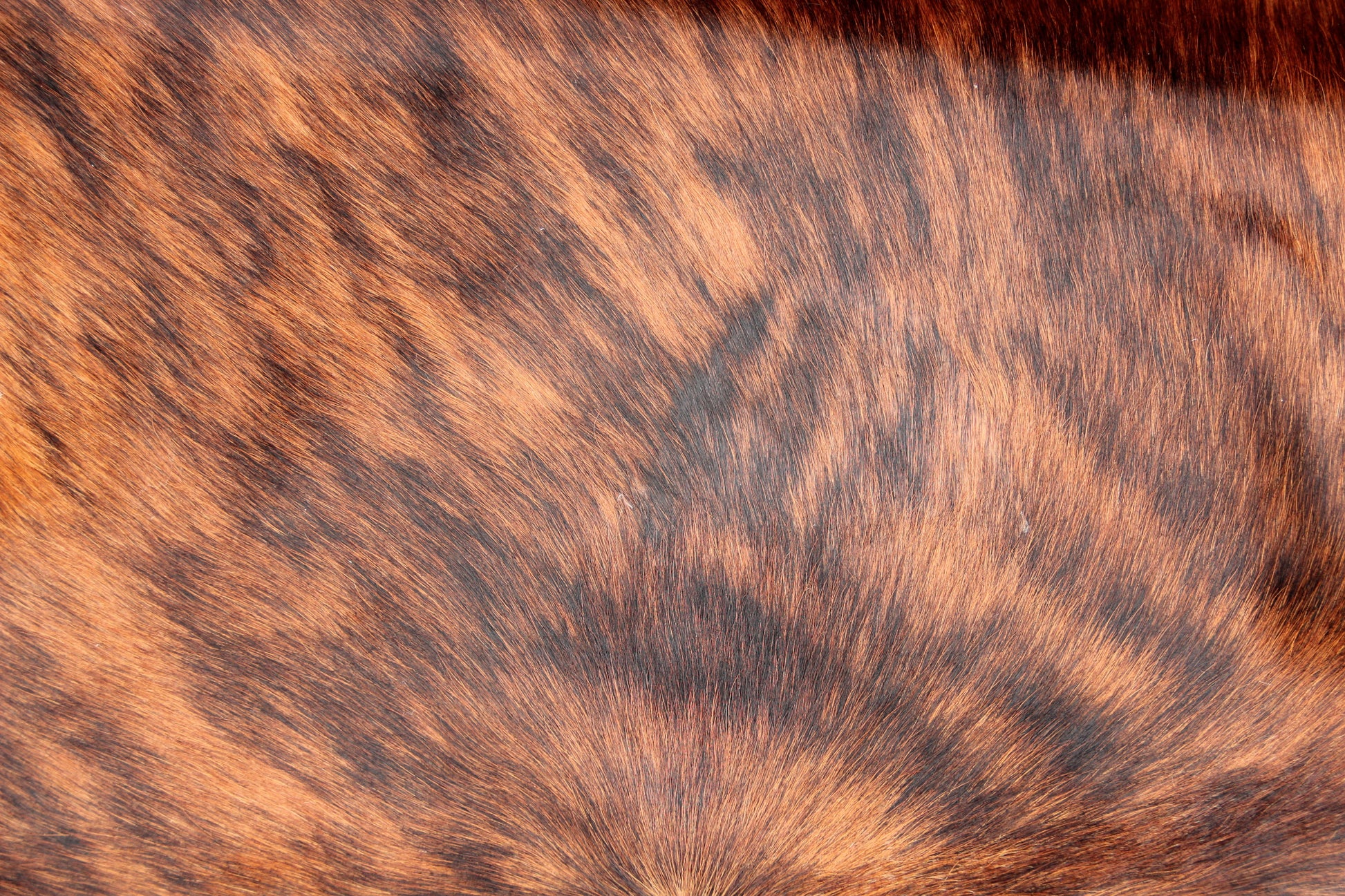 Kuhfell Schwarz Braun Weiß getigert (3466) 3 -4 qm