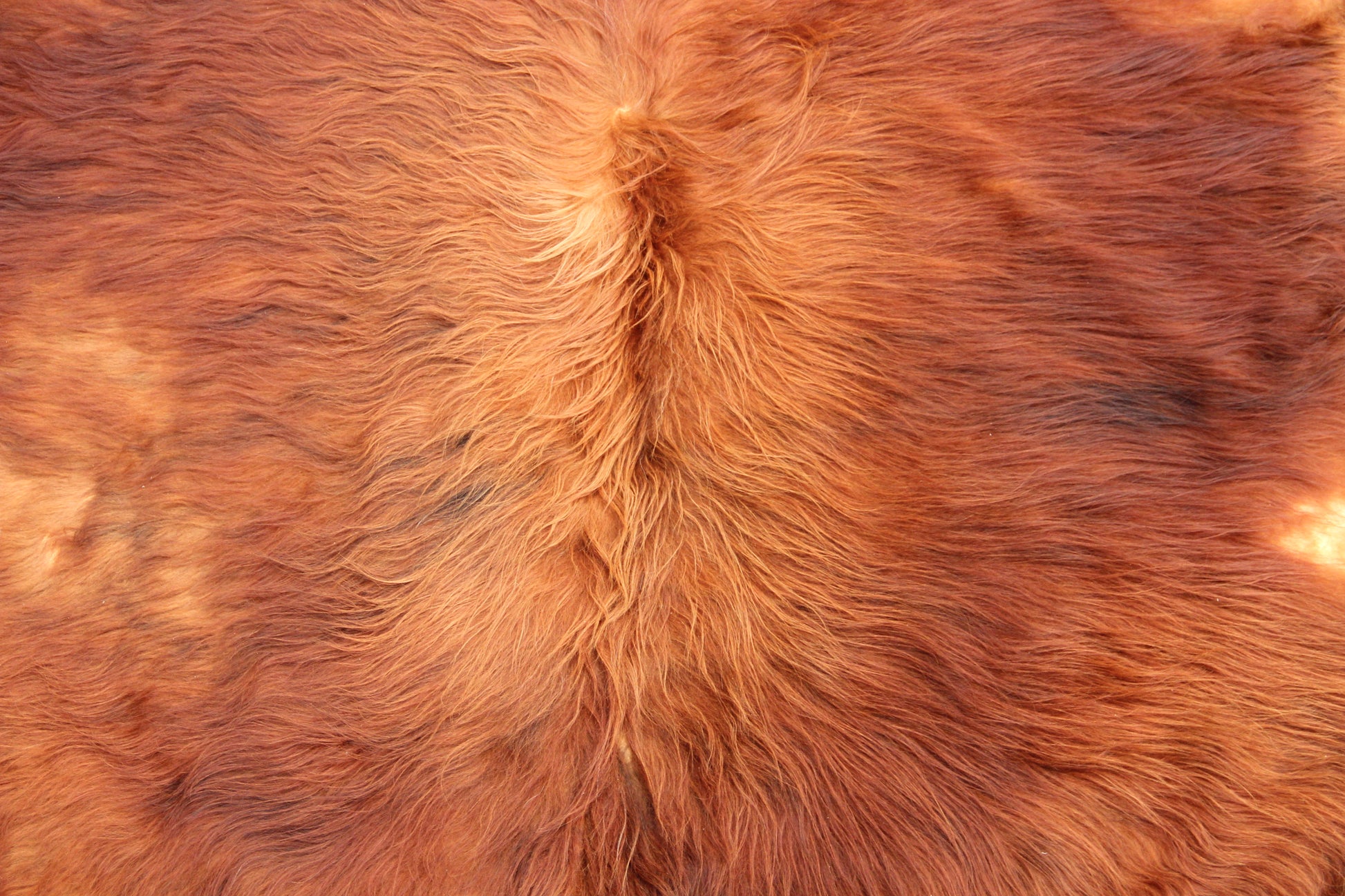 Kuhfell Braun (4169) XXL 4-5qm Langhaar Highländer