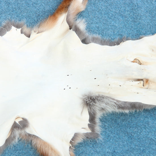 Angebot: 5x weiche Rotfuchswinterfelle  Ökologisch gegerbt (aus Deutschland)