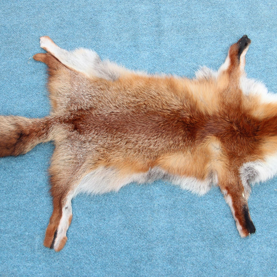 Angebot: 5x weiche Rotfuchswinterfelle  Ökologisch gegerbt (aus Deutschland)