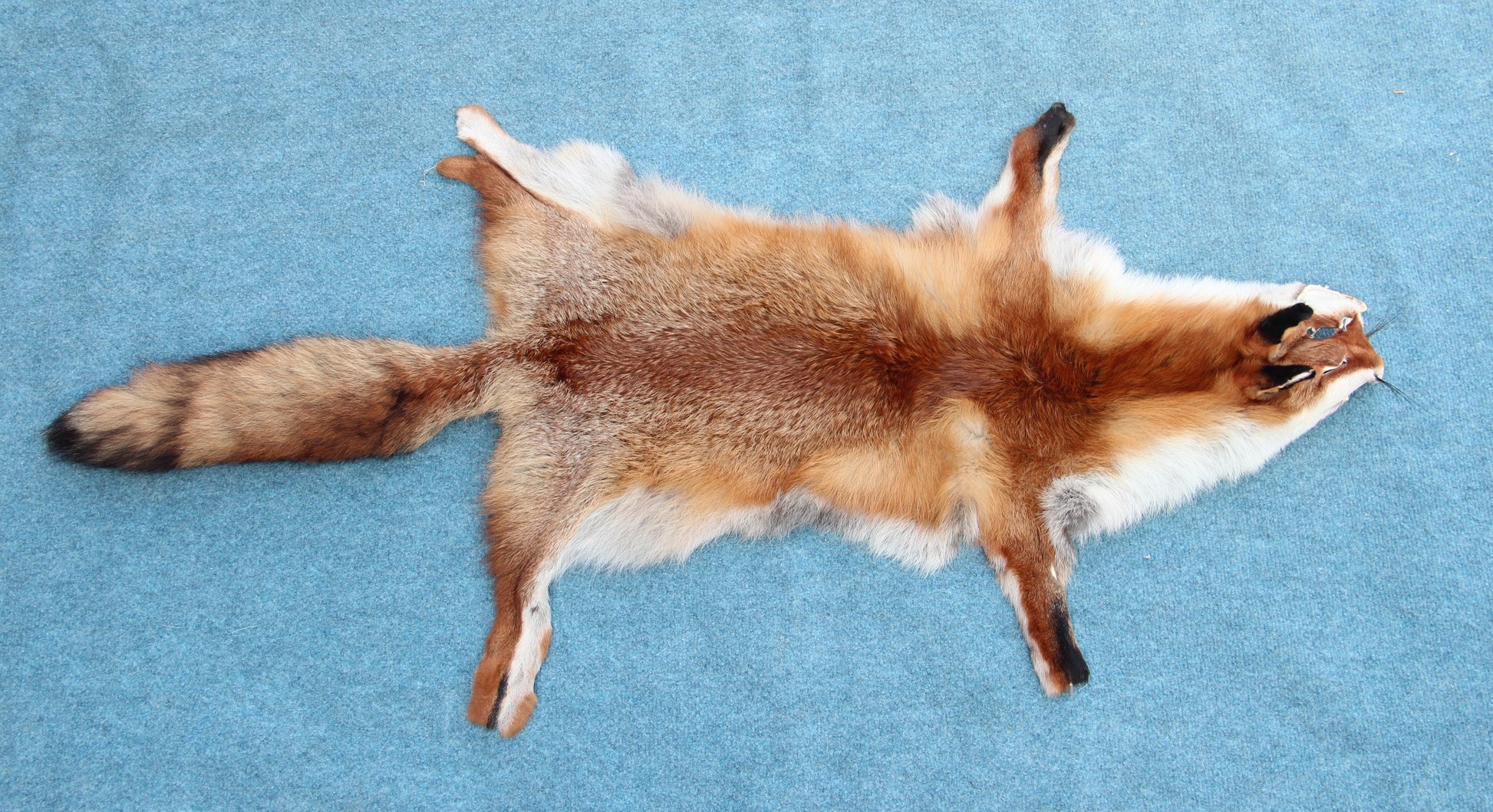 Angebot: 5x weiche Rotfuchswinterfelle  Ökologisch gegerbt (aus Deutschland)