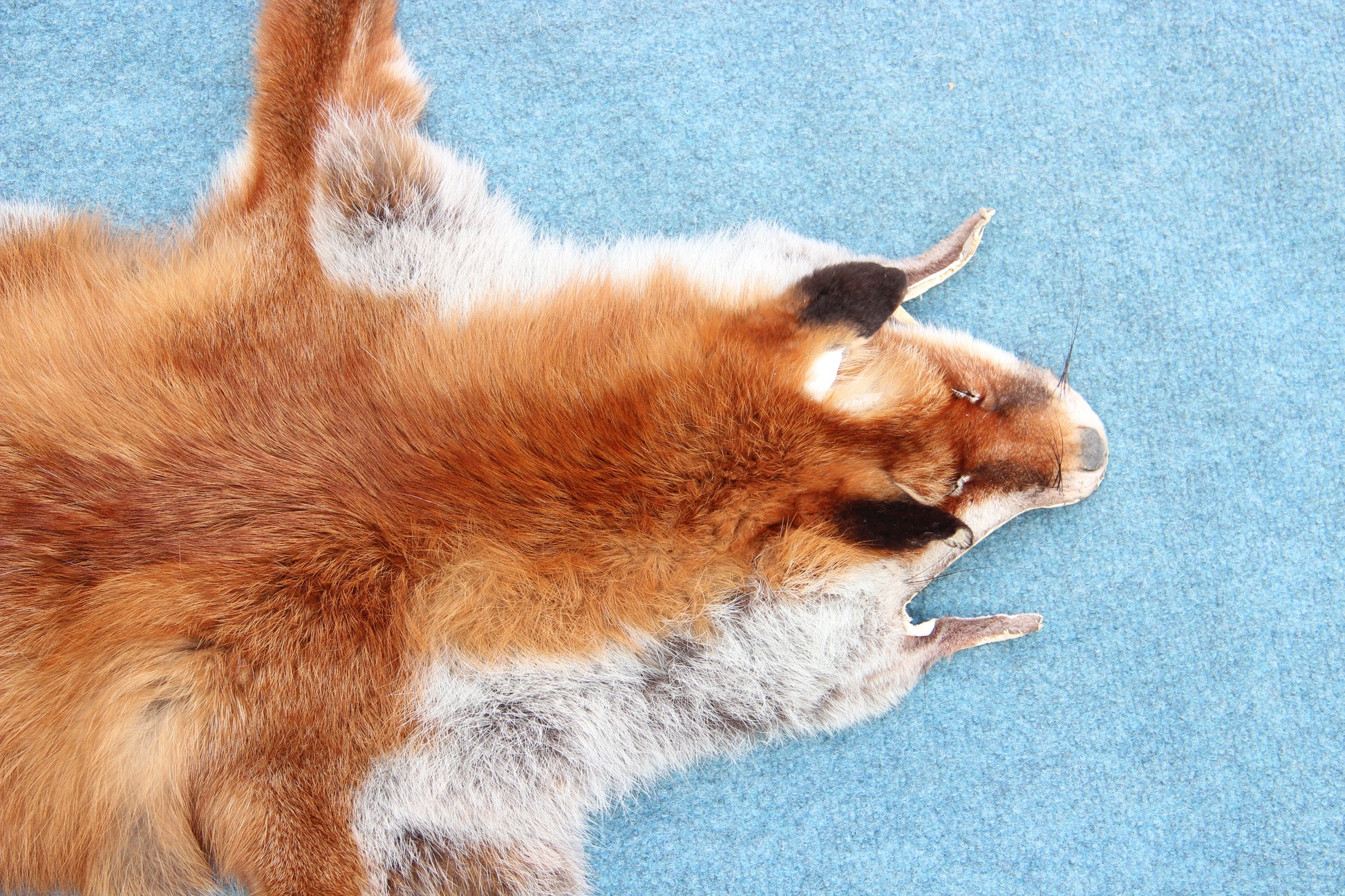 Angebot: 5x weiche Rotfuchswinterfelle  Ökologisch gegerbt (aus Deutschland)