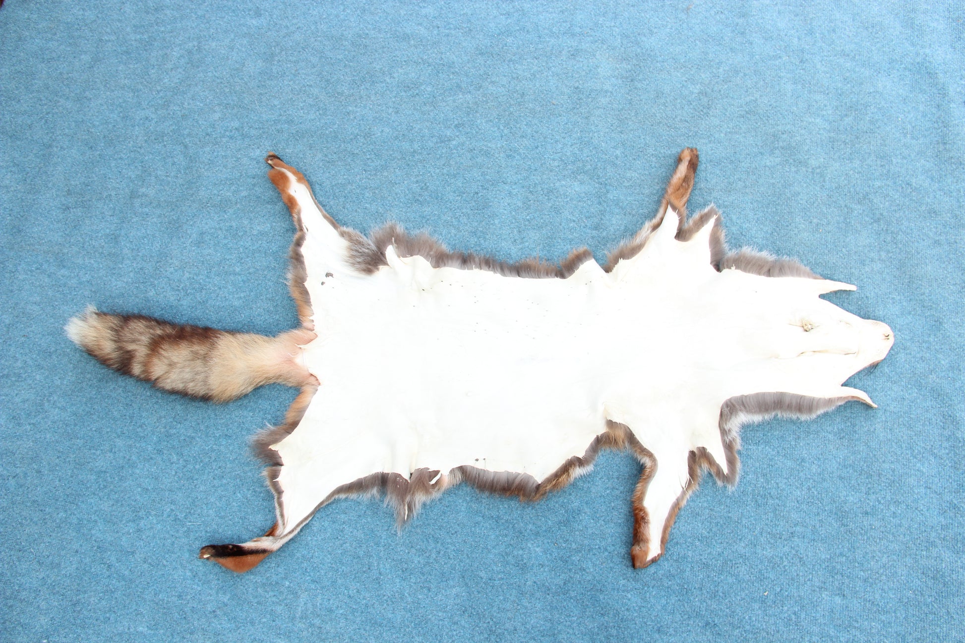 Angebot: 5x weiche Rotfuchswinterfelle  Ökologisch gegerbt (aus Deutschland)