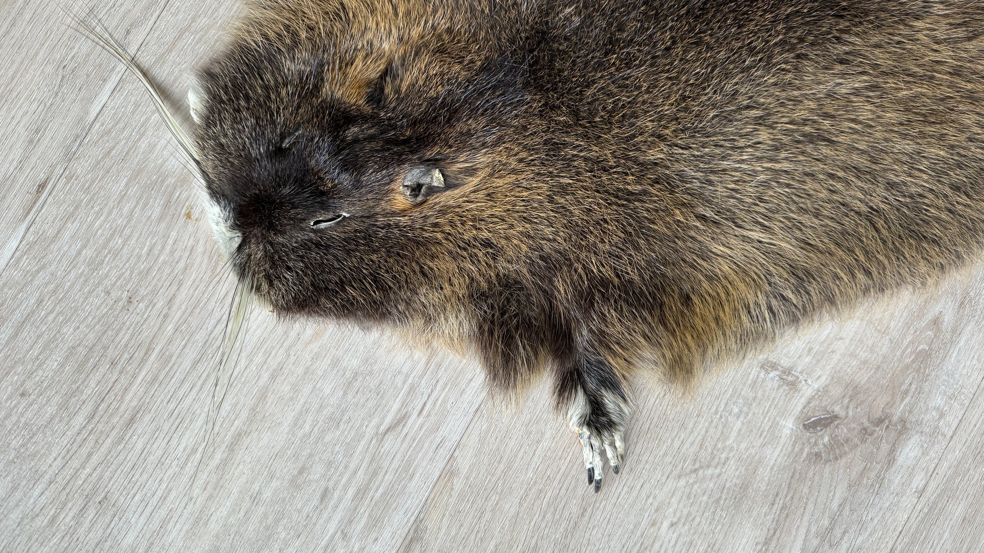 Nutriafell  Ökologisch gegerbt (aus Deutschland)