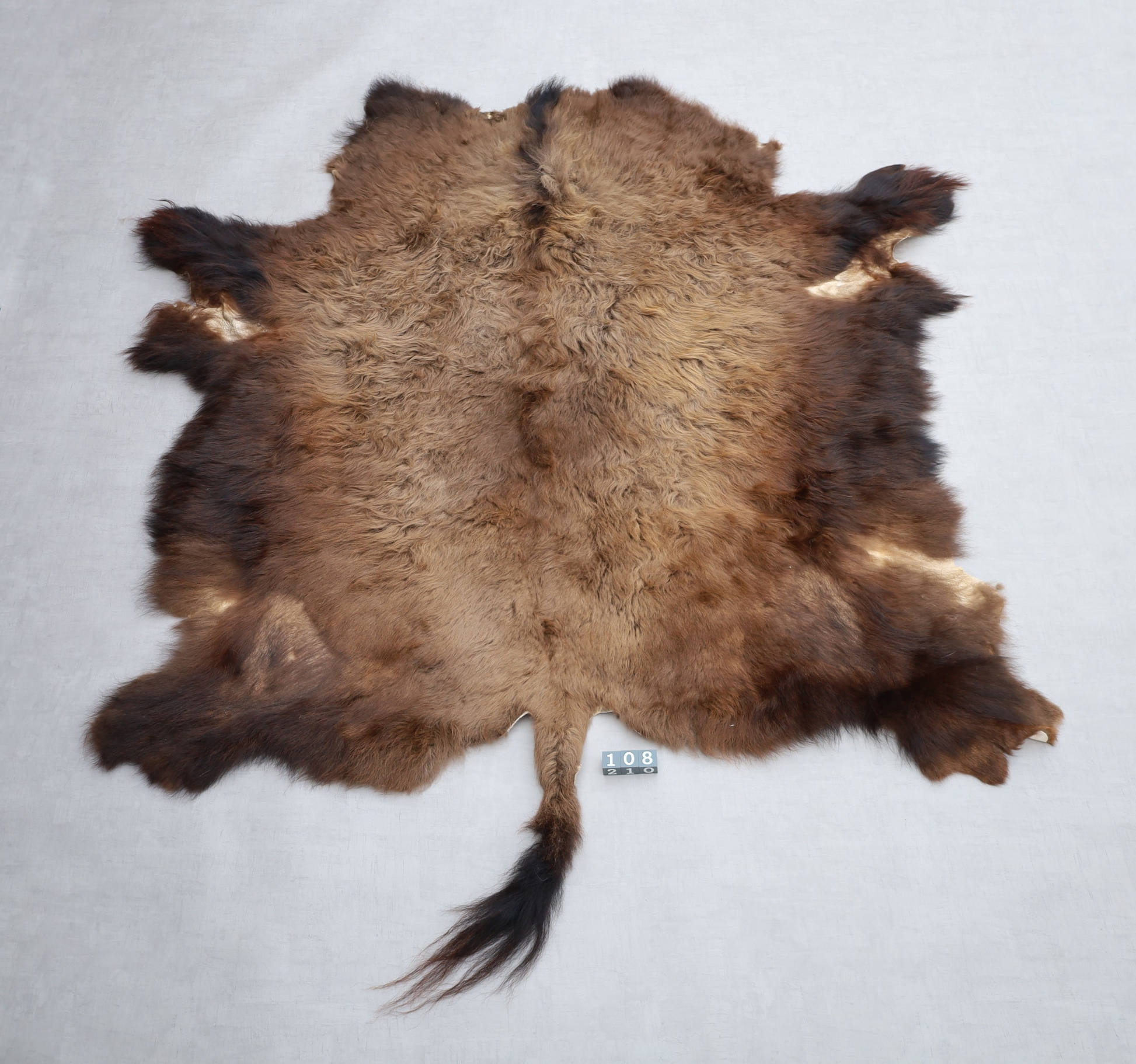 Hochwertiges Bisonfell  Einzigartiges Naturprodukt (ca. 240 x 220 cm) Nr. 108