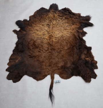 Hochwertiges Bisonfell  Einzigartiges Naturprodukt (ca. 270 x 245 cm) Nr. 111