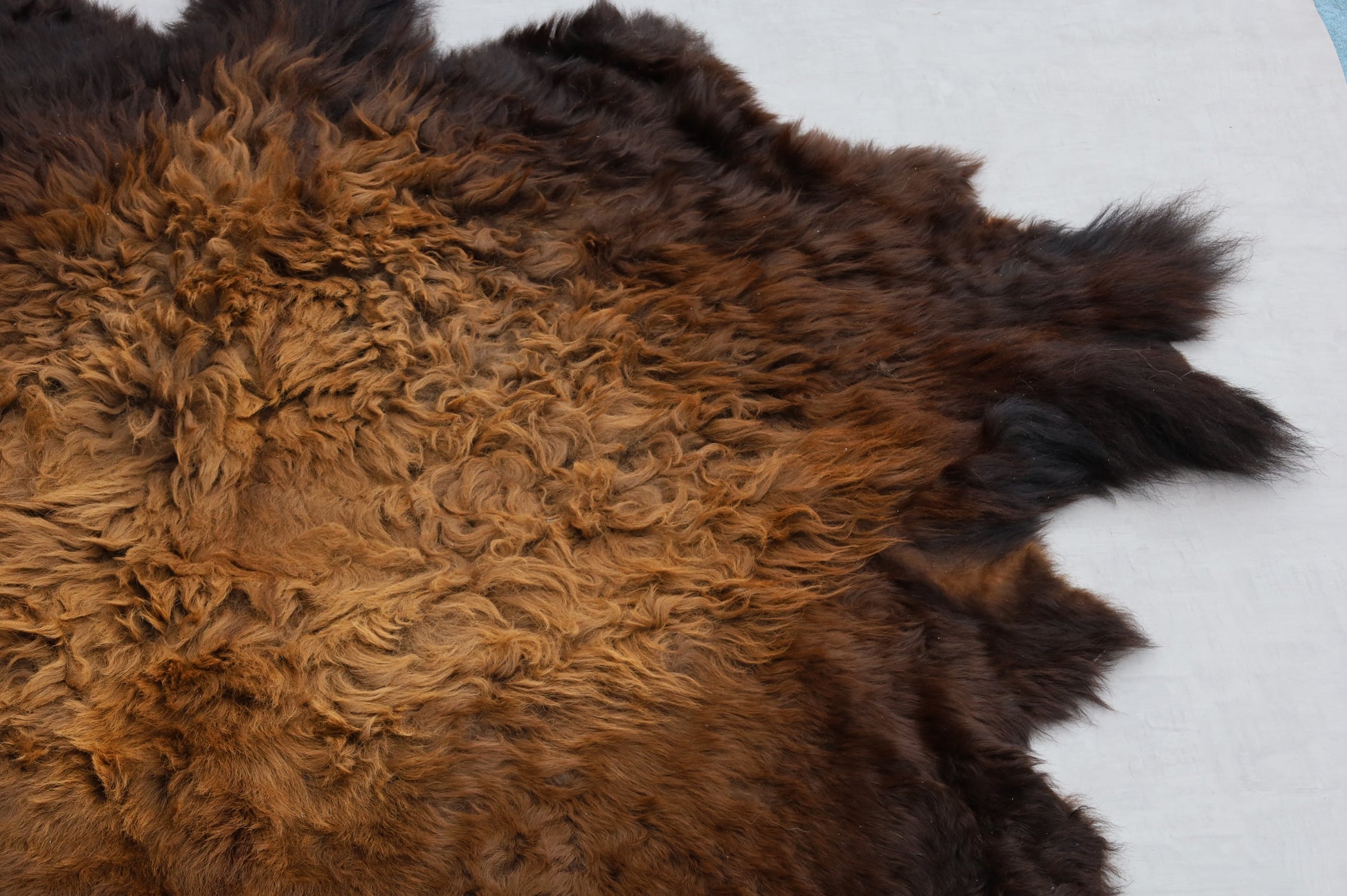 Hochwertiges Bisonfell  Einzigartiges Naturprodukt (ca. 270 x 245 cm) Nr. 111