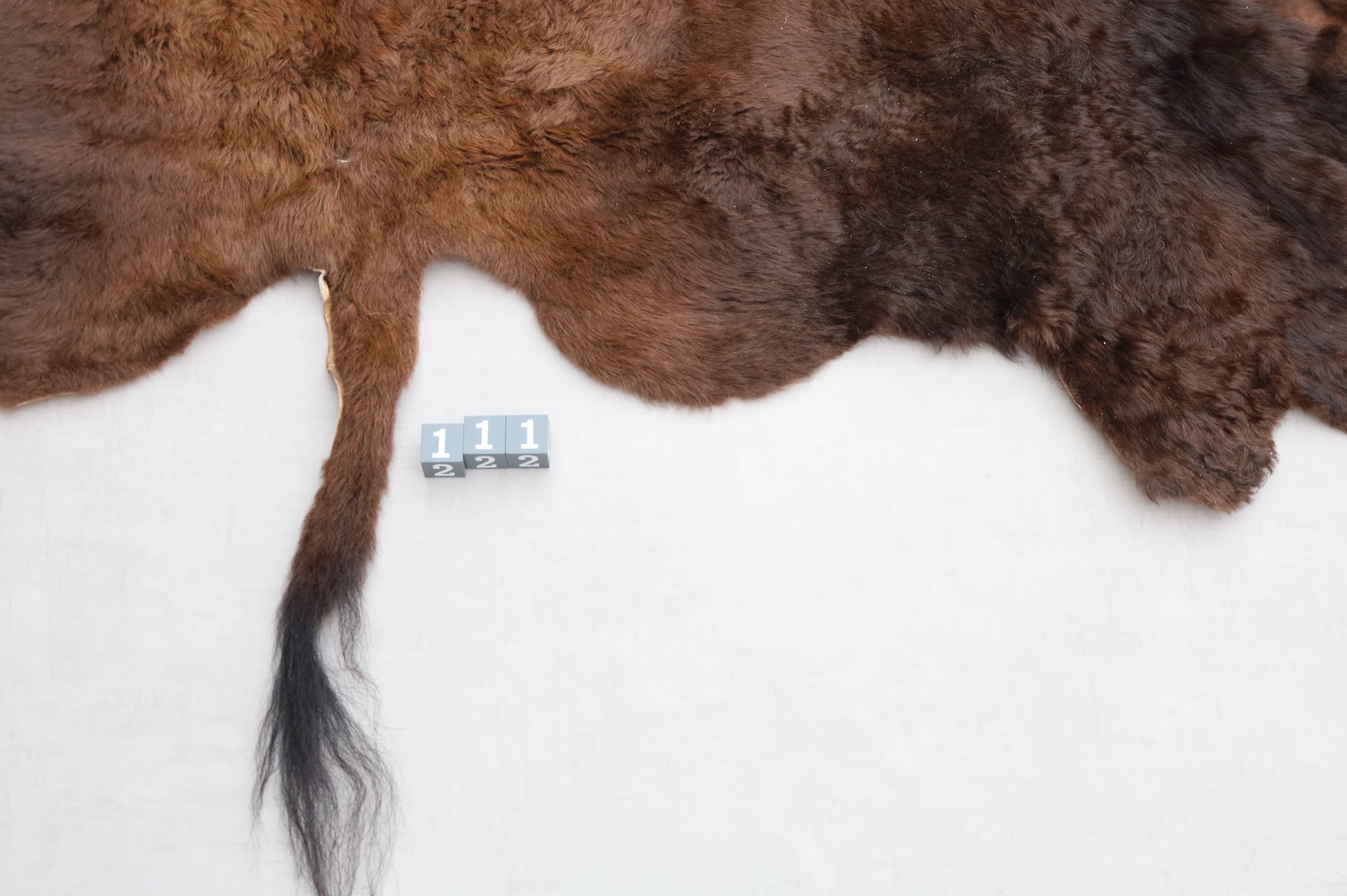 Hochwertiges Bisonfell  Einzigartiges Naturprodukt (ca. 270 x 245 cm) Nr. 111