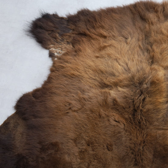 Hochwertiges Bisonfell  Einzigartiges Naturprodukt (ca. 230 x 218 cm) Nr. 112