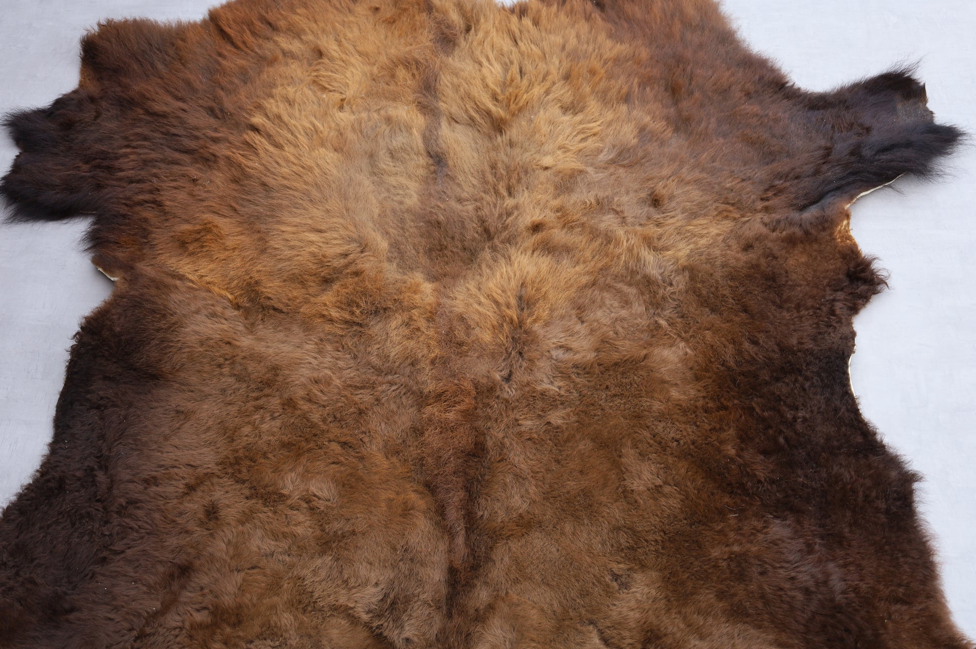 Hochwertiges Bisonfell  Einzigartiges Naturprodukt (ca. 290 x 213 cm) Nr. 114