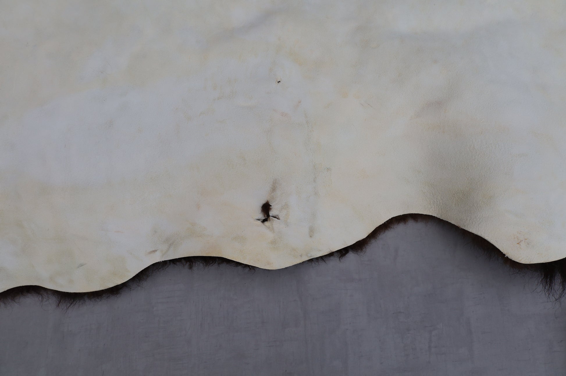 Hochwertiges Bisonfell  Einzigartiges Naturprodukt (ca. 290 x 213 cm) Nr. 114