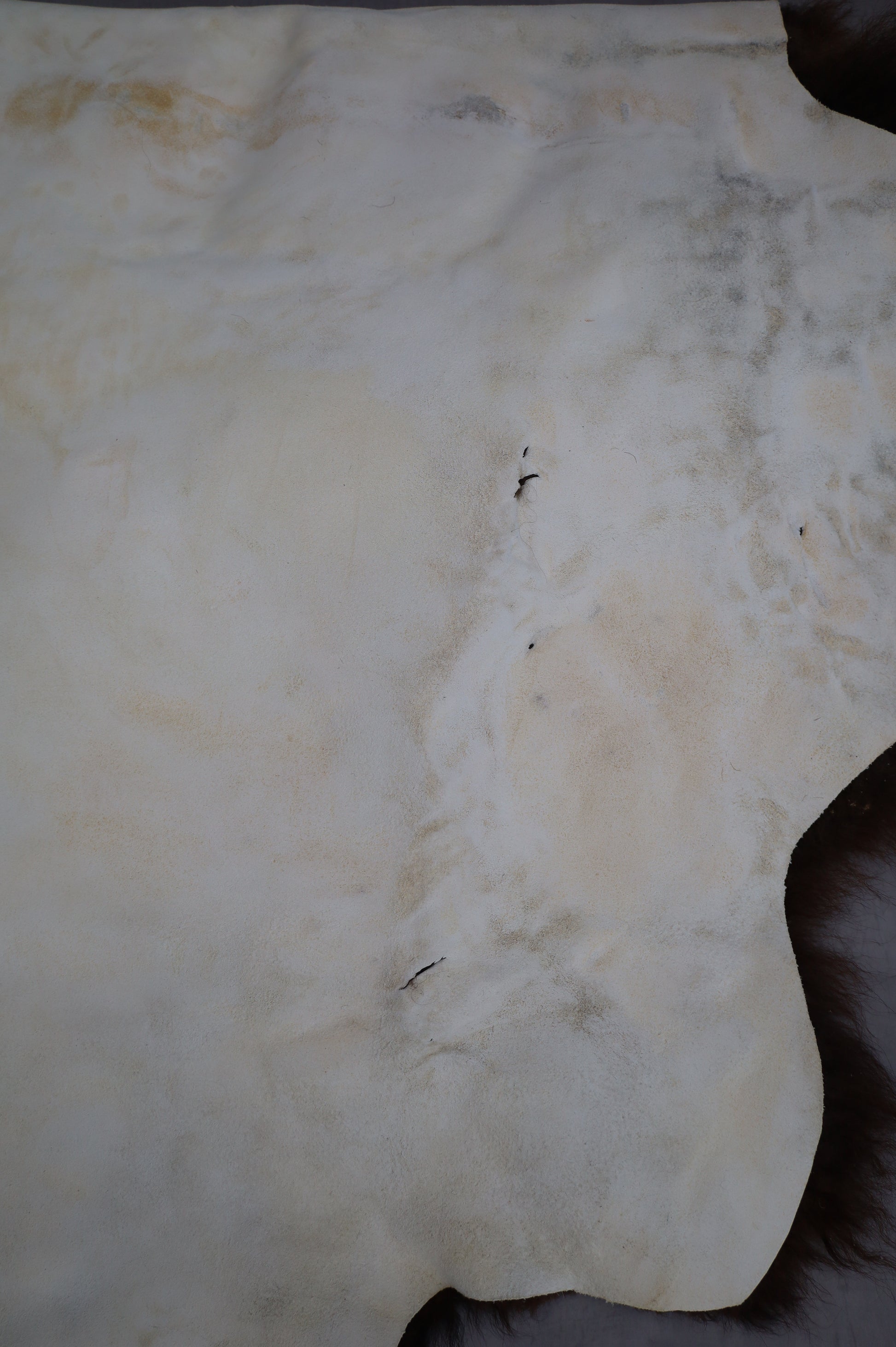 Hochwertiges Bisonfell  Einzigartiges Naturprodukt (ca. 290 x 213 cm) Nr. 114