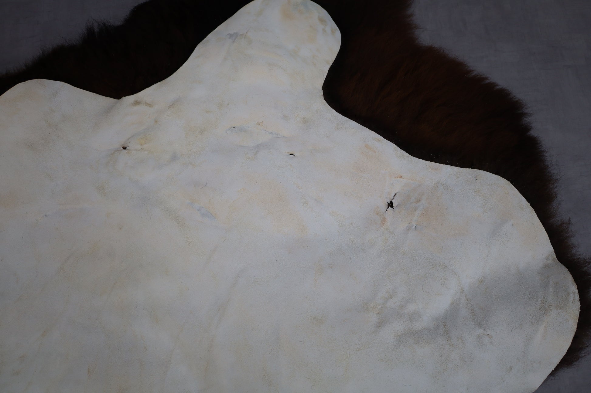 Hochwertiges Bisonfell  Einzigartiges Naturprodukt (ca. 290 x 213 cm) Nr. 114