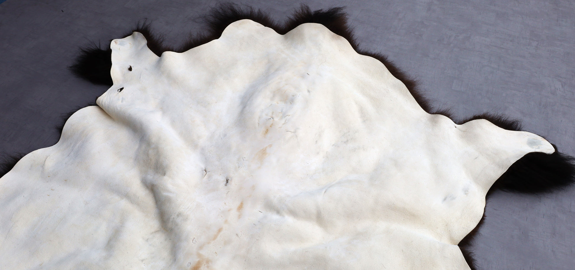 Hochwertiges Bisonfell  Einzigartiges Naturprodukt (ca. 265 x 166 cm) Nr. 115