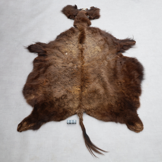 Hochwertiges Bisonfell  Einzigartiges Naturprodukt mit Maske (ca. 260 x 175 cm) Nr. 117