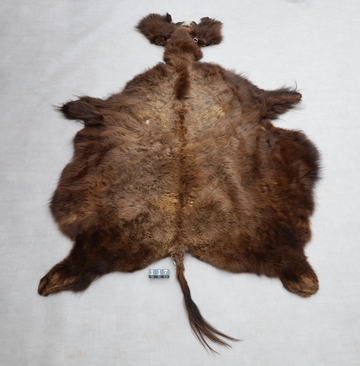Hochwertiges Bisonfell  Einzigartiges Naturprodukt mit Maske (ca. 260 x 175 cm) Nr. 117