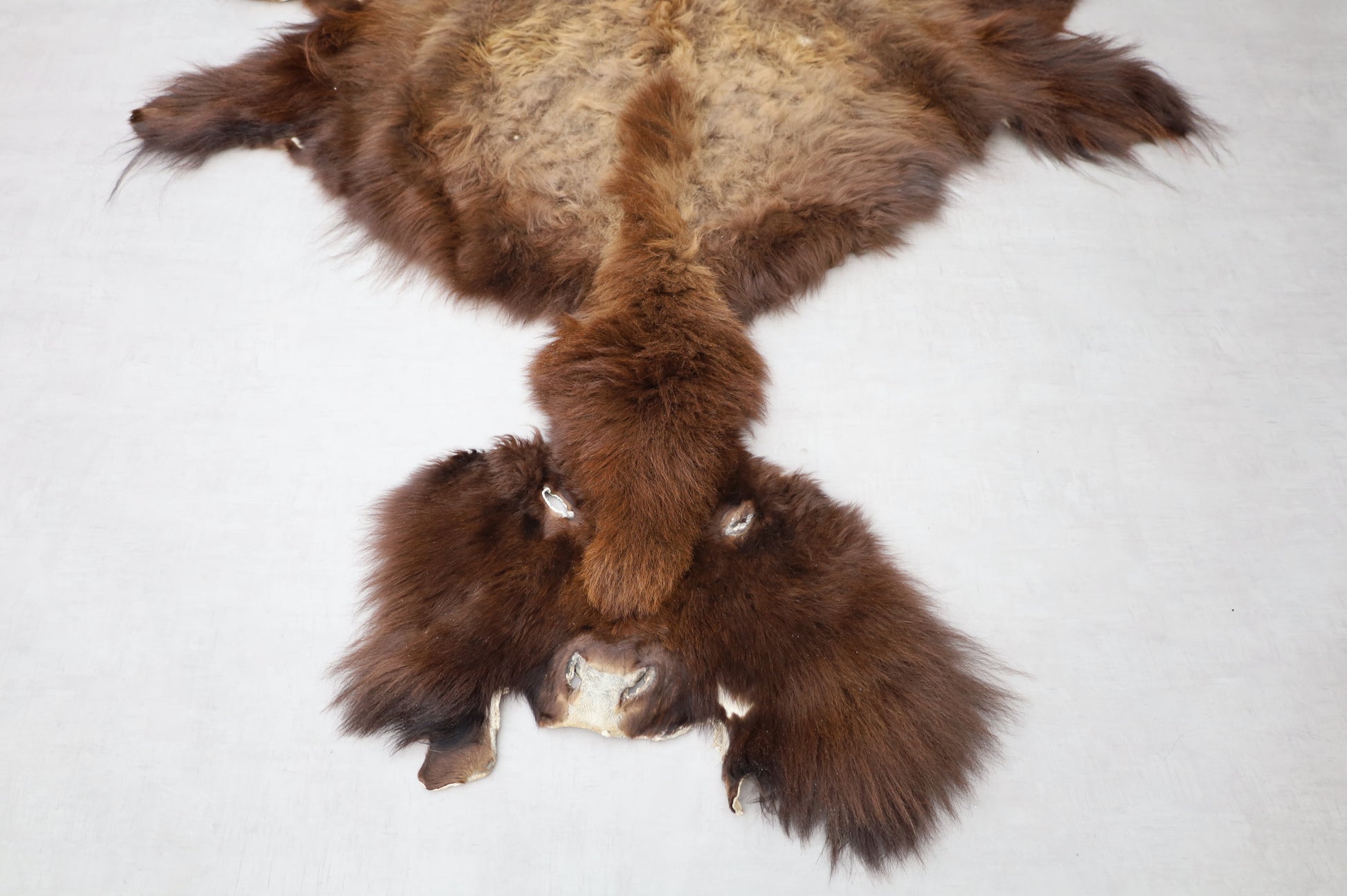 Hochwertiges Bisonfell  Einzigartiges Naturprodukt mit Maske (ca. 260 x 175 cm) Nr. 117