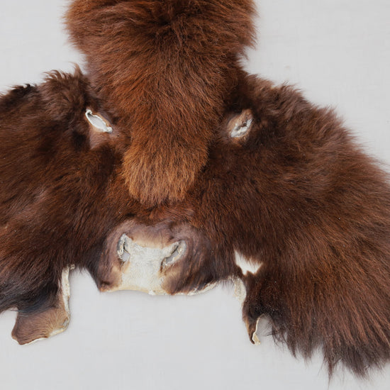 Hochwertiges Bisonfell  Einzigartiges Naturprodukt mit Maske (ca. 260 x 175 cm) Nr. 117