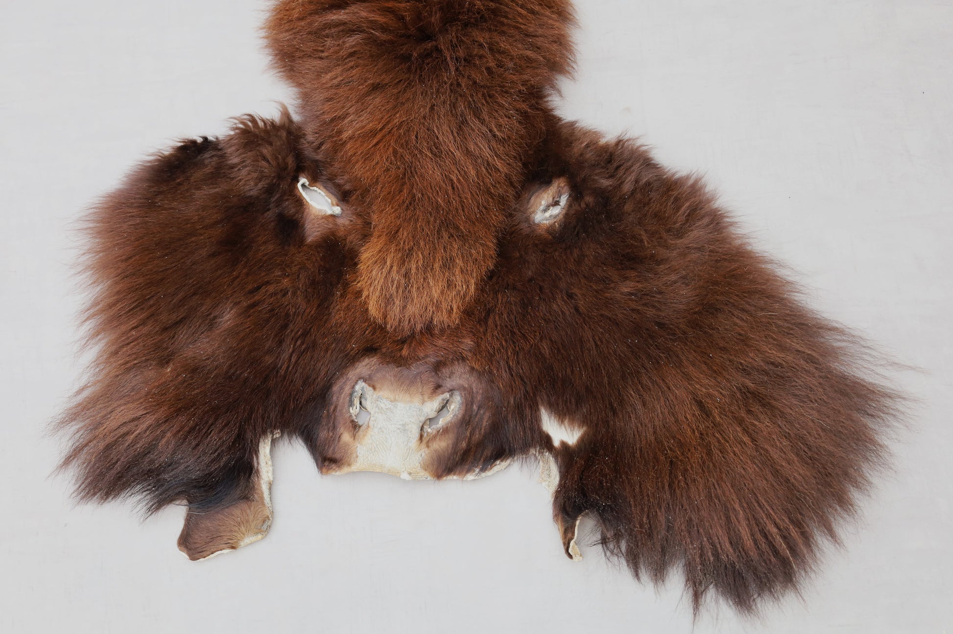 Hochwertiges Bisonfell  Einzigartiges Naturprodukt mit Maske (ca. 260 x 175 cm) Nr. 117