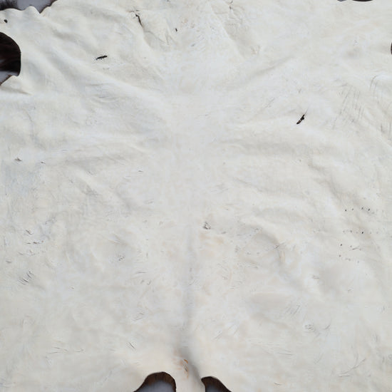 Hochwertiges Bisonfell  Einzigartiges Naturprodukt mit Maske (ca. 260 x 175 cm) Nr. 117