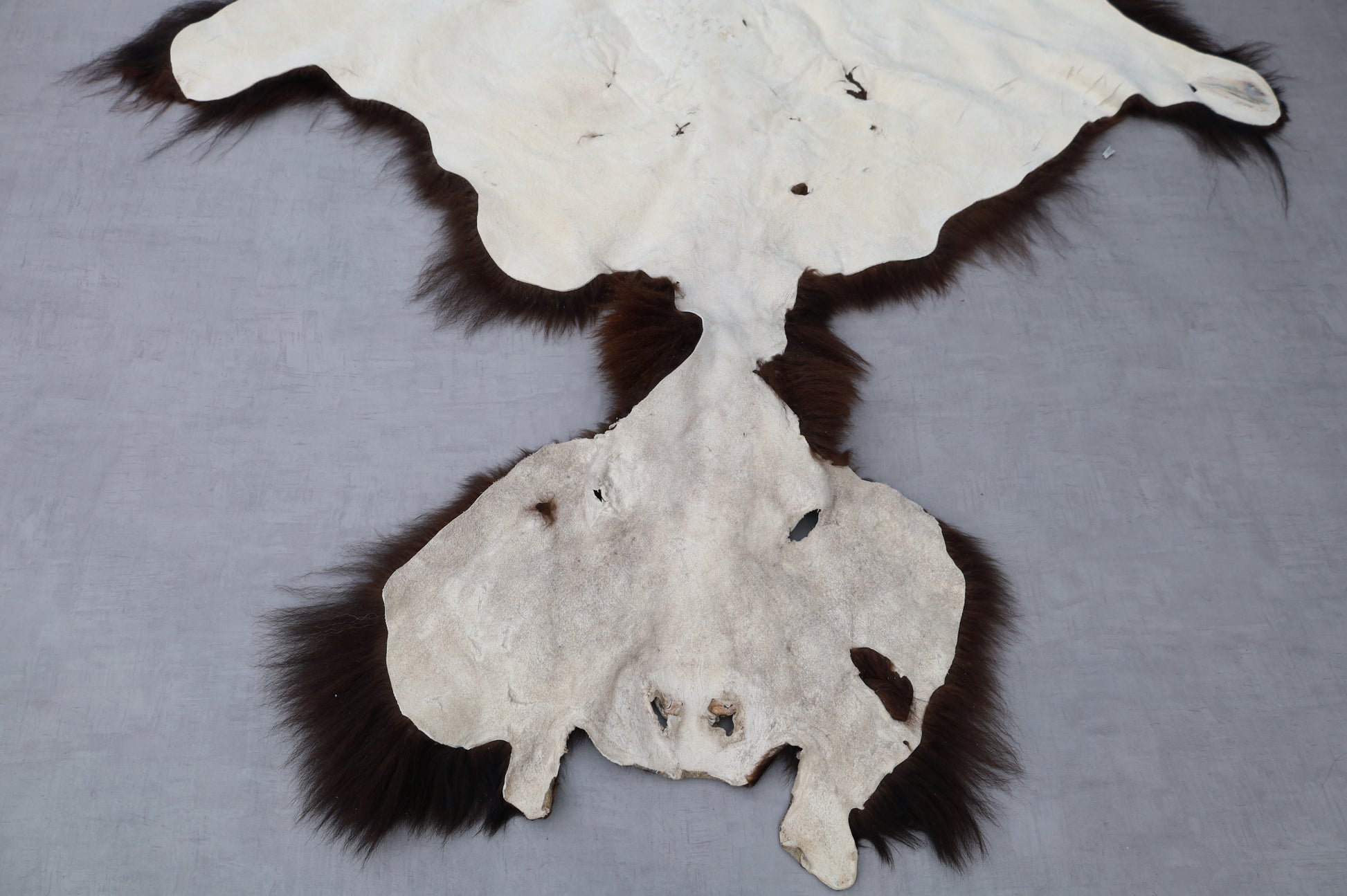 Hochwertiges Bisonfell  Einzigartiges Naturprodukt mit Maske (ca. 260 x 175 cm) Nr. 117