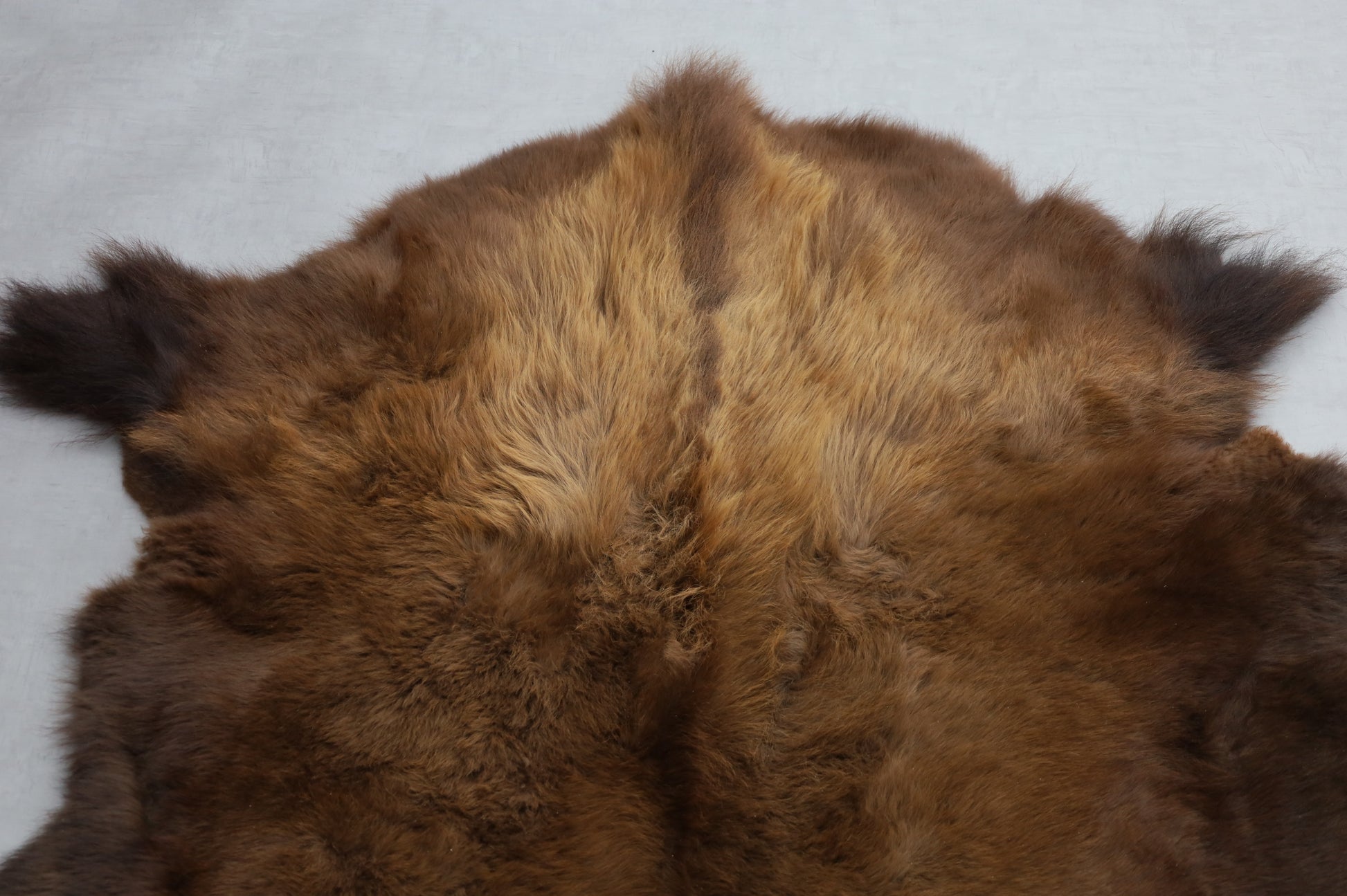 Hochwertiges Bisonfell  Einzigartiges Naturprodukt (ca. 213 x 175 cm) Nr. 118