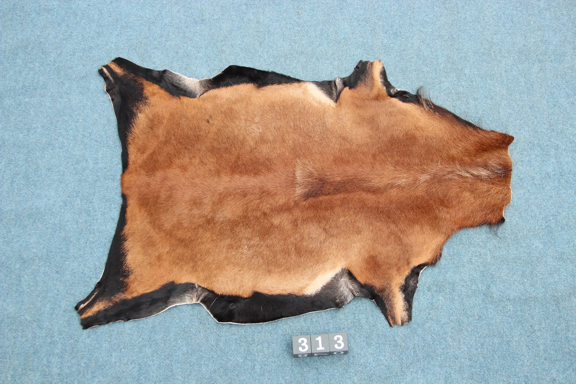 Kamerun Schaf (313) Gerberei Birke