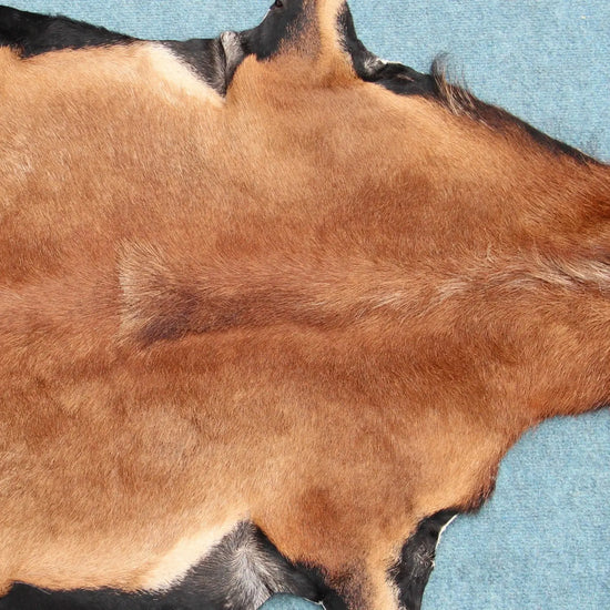 Kamerun Schaf (313) Gerberei Birke