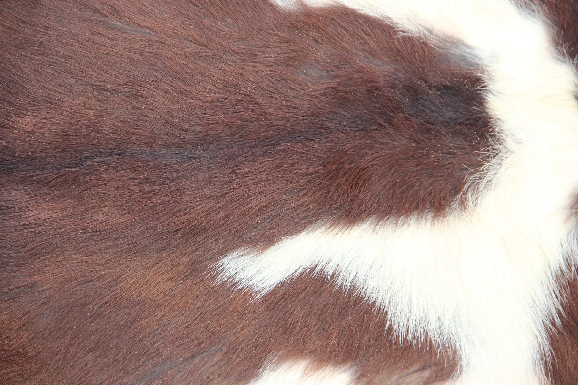 Naturbelassenes Ziegenfell (396) – Ökologisch in Deutschland gegerbt Gerberei Birke Fellshop